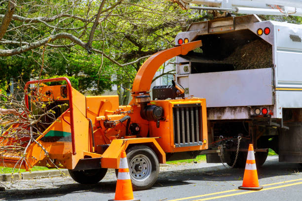 Professional Tree Service in Detroit, MI